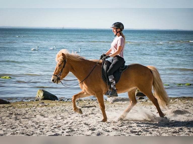 Pony Islandese Giumenta 20 Anni 144 cm Sauro in Lehmrade