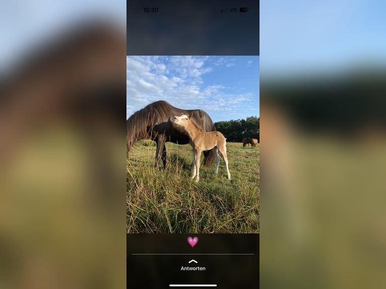Pony Islandese Giumenta 21 Anni 141 cm Morello in Marxzell