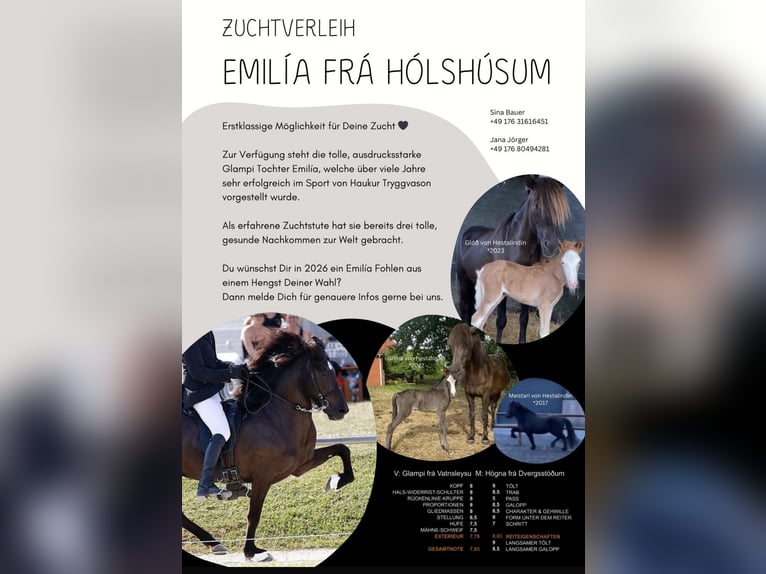 Pony Islandese Giumenta 21 Anni 141 cm Morello in Marxzell