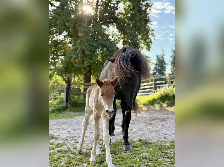 Pony Islandese Giumenta 21 Anni 141 cm Morello in Marxzell