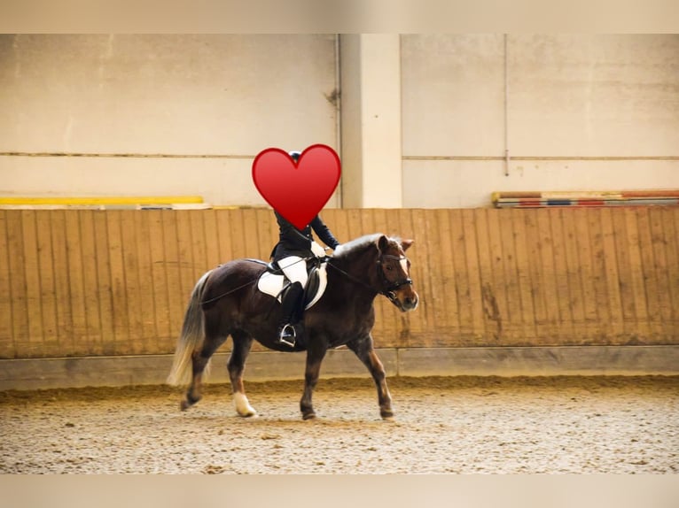 Pony Islandese Mix Giumenta 22 Anni 123 cm Sauro in Ried im Traunkreis