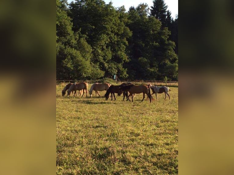 Pony Islandese Giumenta 22 Anni 140 cm Baio in Quierschied