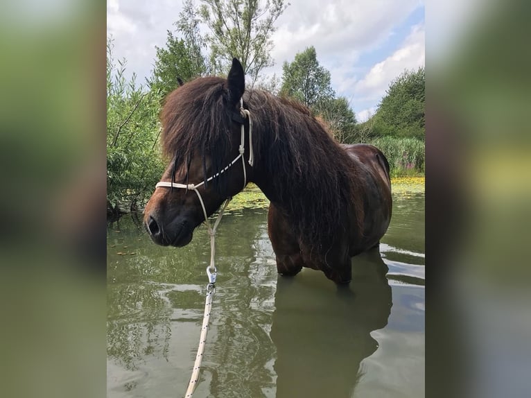 Pony Islandese Giumenta 22 Anni 140 cm Baio in Quierschied