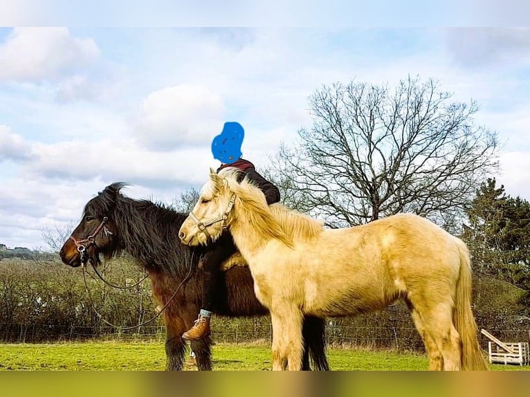 Pony Islandese Giumenta 22 Anni 140 cm Baio in Quierschied