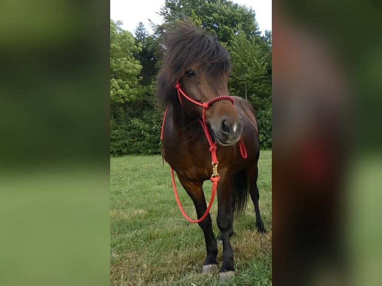 Pony Islandese Giumenta 22 Anni 140 cm Baio in Quierschied