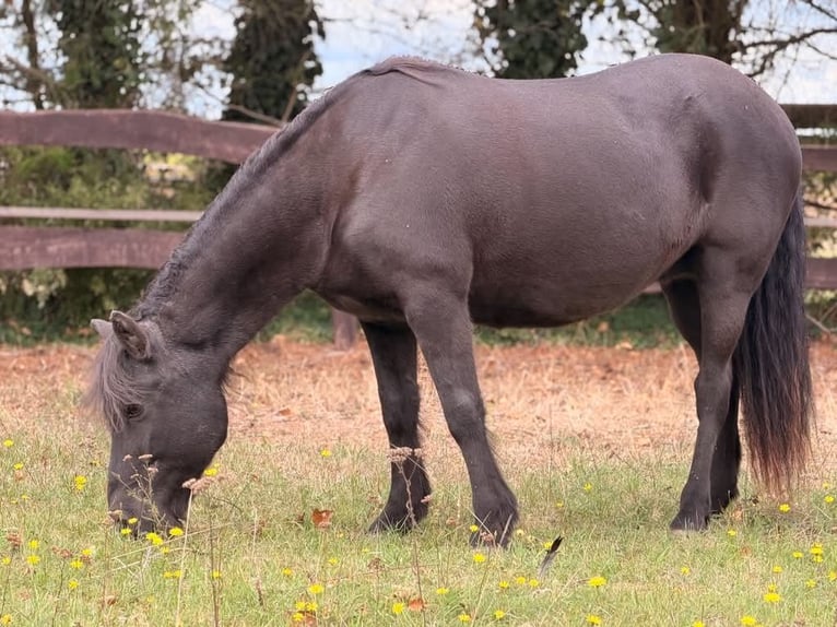 Pony Islandese Giumenta 22 Anni 140 cm Morello in Borstel