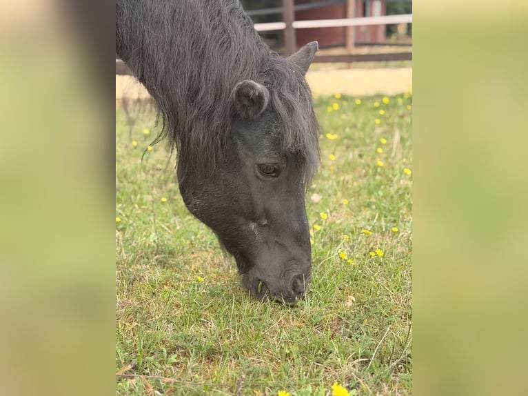 Pony Islandese Giumenta 22 Anni 140 cm Morello in Borstel