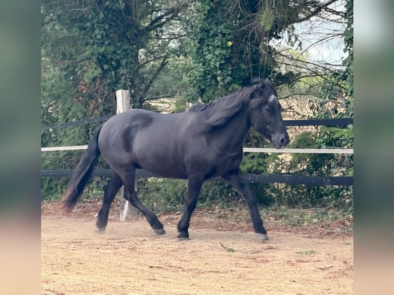 Pony Islandese Giumenta 22 Anni 140 cm Morello in Borstel