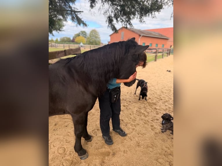 Pony Islandese Giumenta 22 Anni 140 cm Morello in Borstel