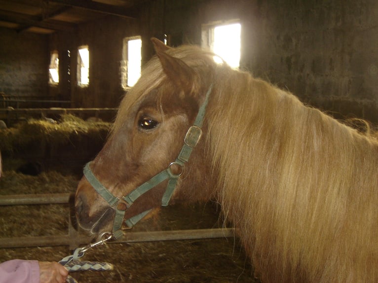 Pony Islandese Giumenta 22 Anni 140 cm Sauro scuro in Dieppe-sous-Douaumont