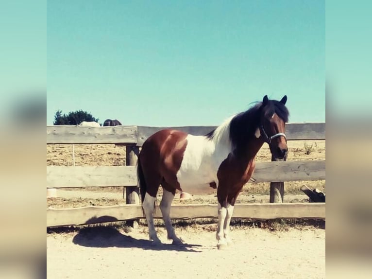Pony Islandese Giumenta 27 Anni 135 cm Pezzato in Neumünster