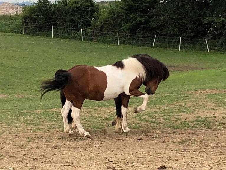 Pony Islandese Giumenta 27 Anni 135 cm Pezzato in Neumünster