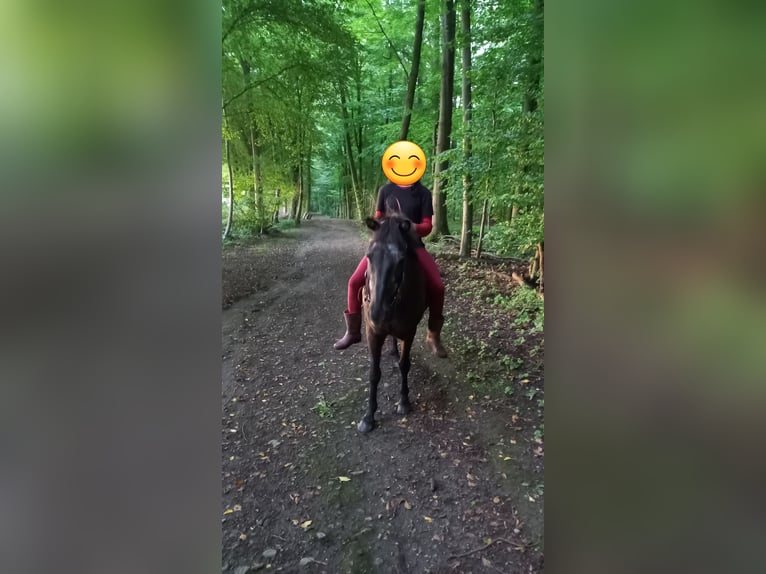 Pony Islandese Giumenta 28 Anni 133 cm Morello in Dortmund