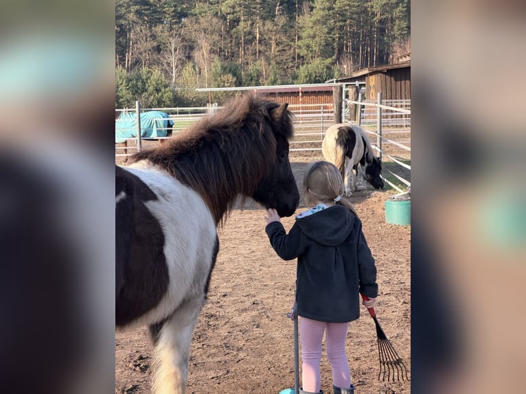 Pony Islandese Giumenta 2 Anni 129 cm Pezzato in Nienhagen