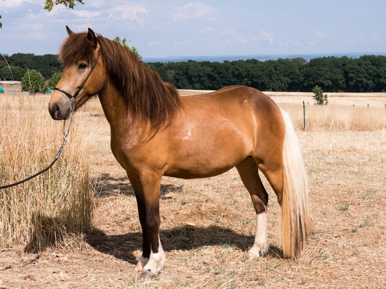Pony Islandese Giumenta 2 Anni 136 cm Pezzato in Ober-Mörlen
