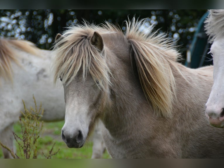 Pony Islandese Giumenta 2 Anni 138 cm  in Blunk