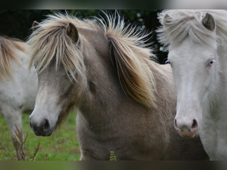 Pony Islandese Giumenta 2 Anni 138 cm  in Blunk