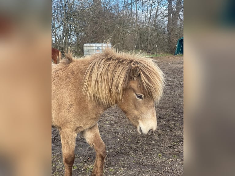 Pony Islandese Giumenta 2 Anni 138 cm  in Blunk