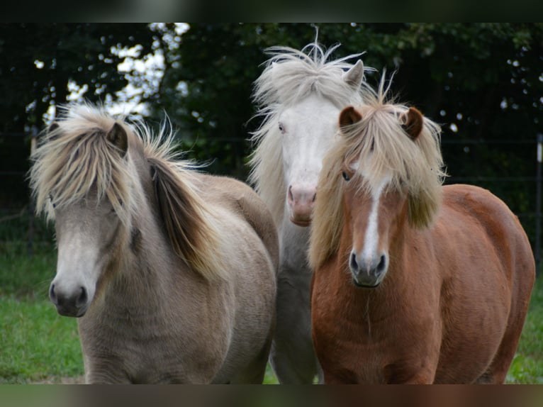 Pony Islandese Giumenta 2 Anni 138 cm  in Blunk