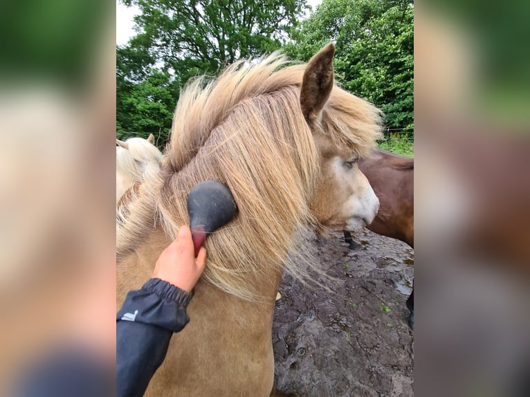 Pony Islandese Giumenta 2 Anni 138 cm  in Blunk