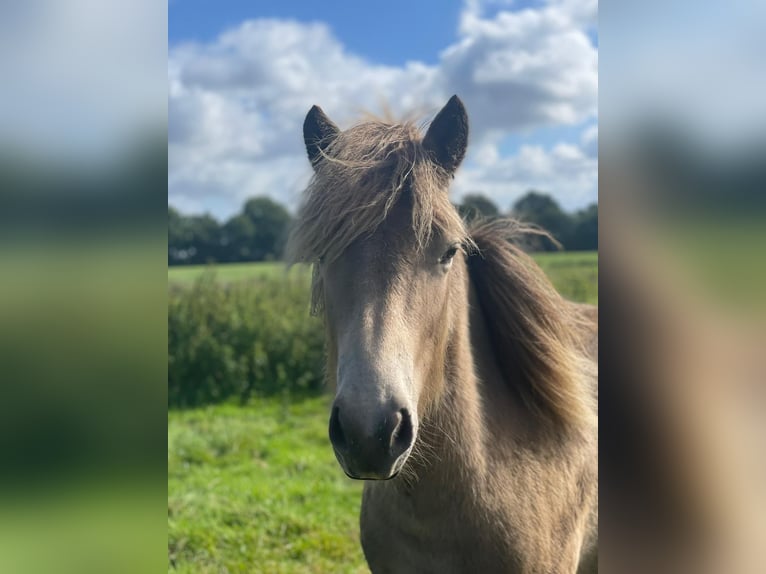 Pony Islandese Giumenta 2 Anni 138 cm  in Blunk