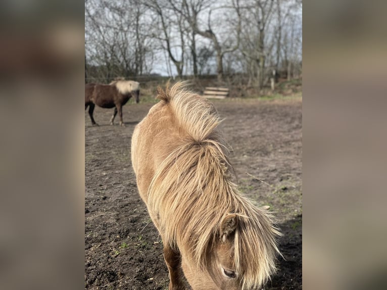 Pony Islandese Giumenta 2 Anni 138 cm  in Blunk