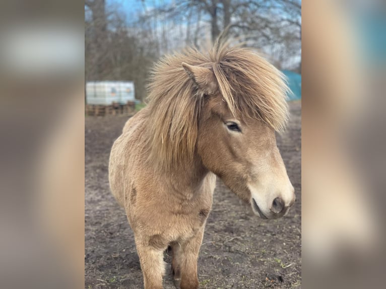 Pony Islandese Giumenta 2 Anni 138 cm  in Blunk