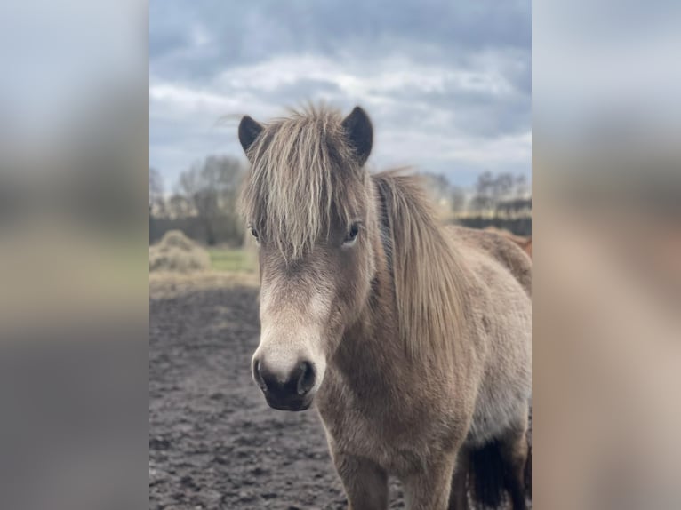 Pony Islandese Giumenta 2 Anni 138 cm  in Blunk