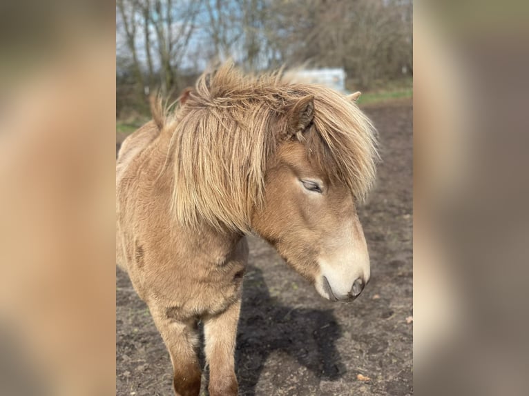 Pony Islandese Giumenta 2 Anni 138 cm  in Blunk