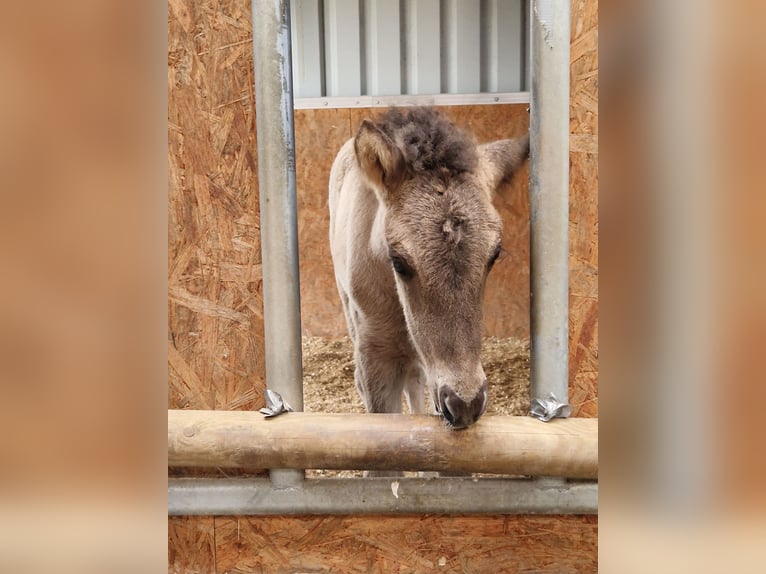 Pony Islandese Giumenta 2 Anni 138 cm Falbo in Geldern