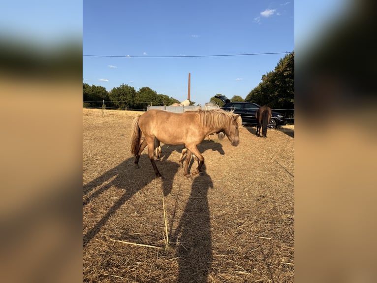 Pony Islandese Giumenta 2 Anni 140 cm Bianco in Neuwied