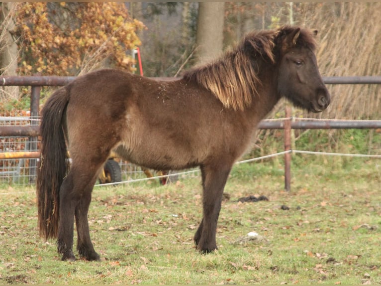 Pony Islandese Giumenta 2 Anni 140 cm Morello in Südlohn