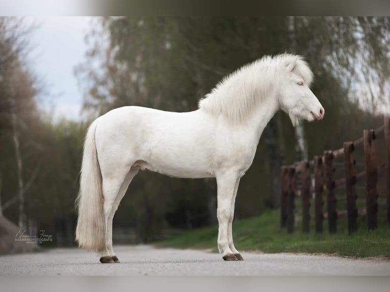 Pony Islandese Giumenta 2 Anni 140 cm Palomino in Montabaur