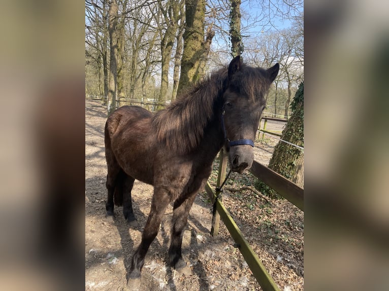 Pony Islandese Giumenta 2 Anni 143 cm Morello in Uelsen