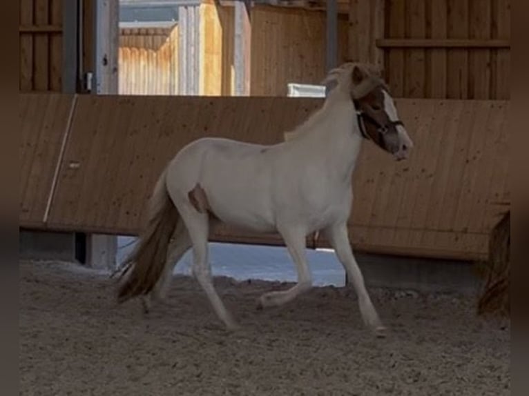 Pony Islandese Giumenta 2 Anni 143 cm Tobiano-tutti i colori in Backnang
