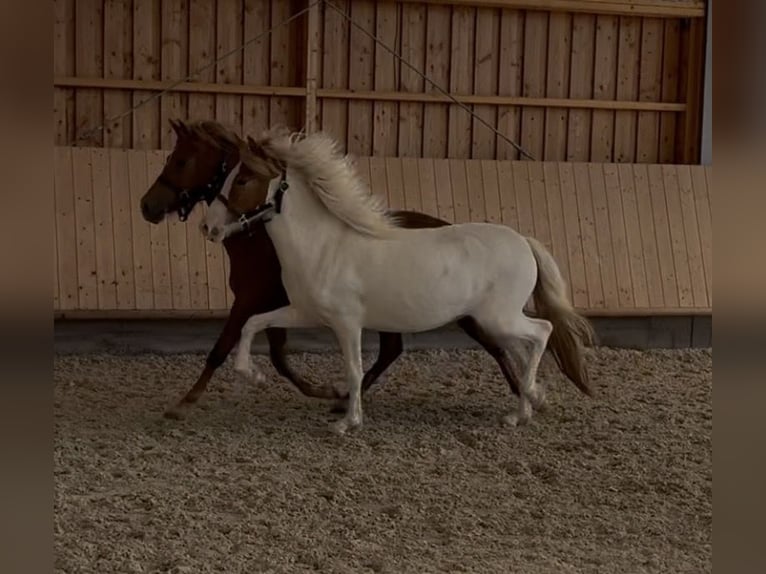 Pony Islandese Giumenta 2 Anni 143 cm Tobiano-tutti i colori in Backnang