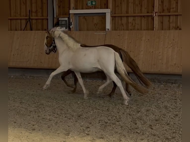 Pony Islandese Giumenta 2 Anni 143 cm Tobiano-tutti i colori in Backnang