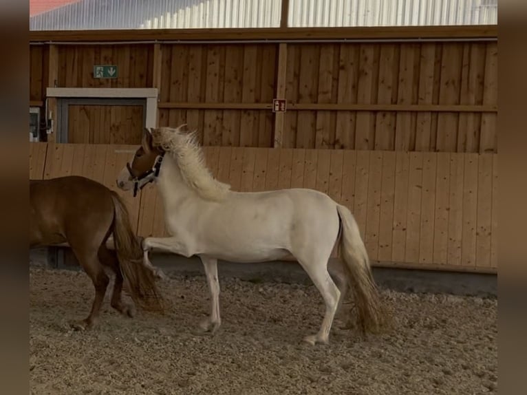 Pony Islandese Giumenta 2 Anni 143 cm Tobiano-tutti i colori in Backnang