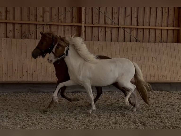 Pony Islandese Giumenta 2 Anni 143 cm Tobiano-tutti i colori in Backnang