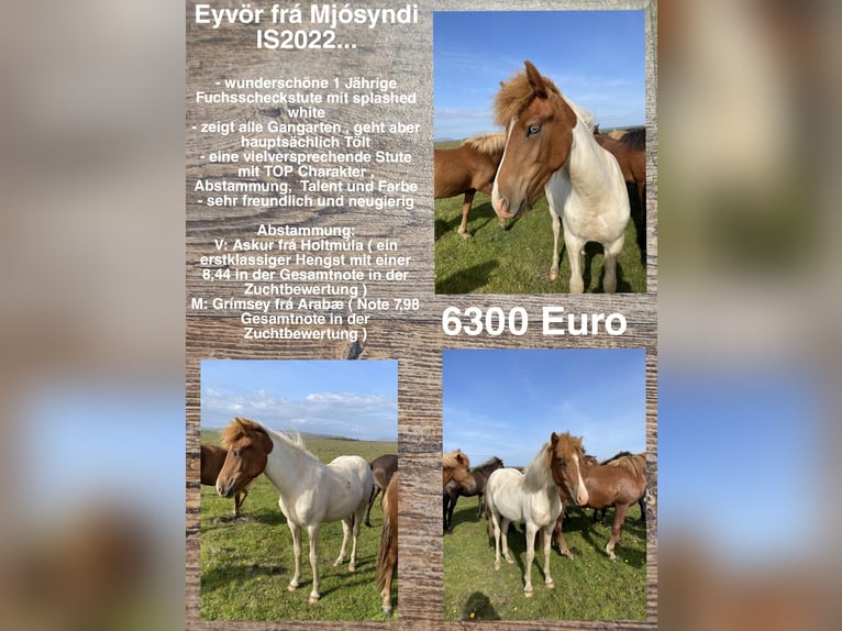 Pony Islandese Giumenta 2 Anni in Reykjavik