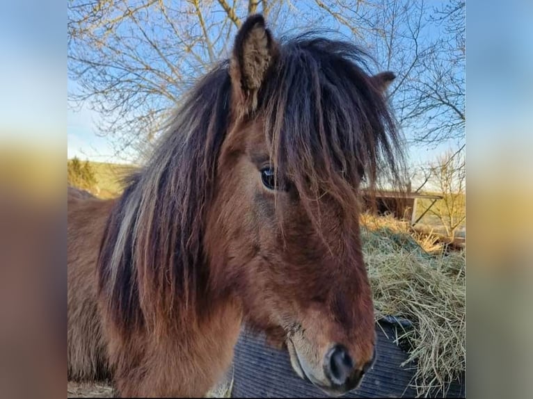 Pony Islandese Giumenta 2 Anni Falbo in Schmölln OT Illsitz