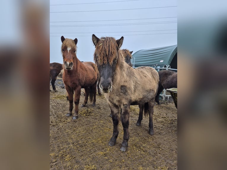 Pony Islandese Giumenta 2 Anni Falbo in Friedberg
