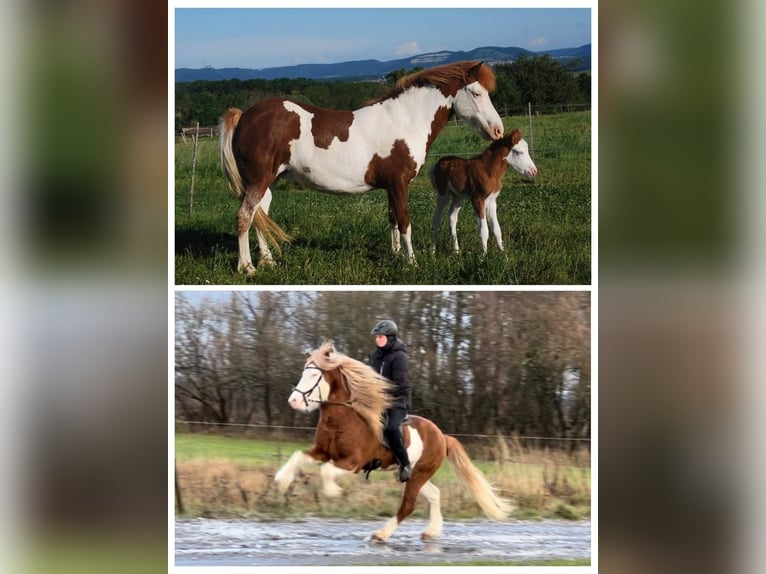 Pony Islandese Giumenta 2 Anni Pezzato in Aichtal