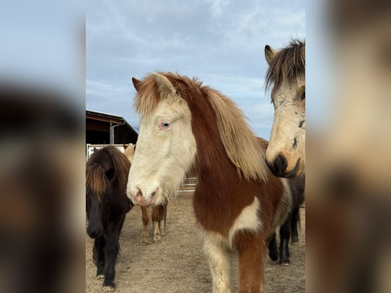 Pony Islandese Giumenta 2 Anni Pezzato in Aichtal