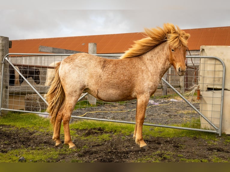 Pony Islandese Giumenta 2 Anni Roano rosso in Hvolsvöllur
