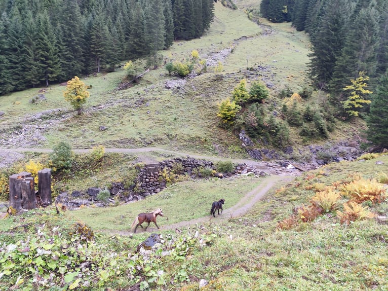 Pony Islandese Mix Giumenta 2 Anni Sauro in Thüringerberg