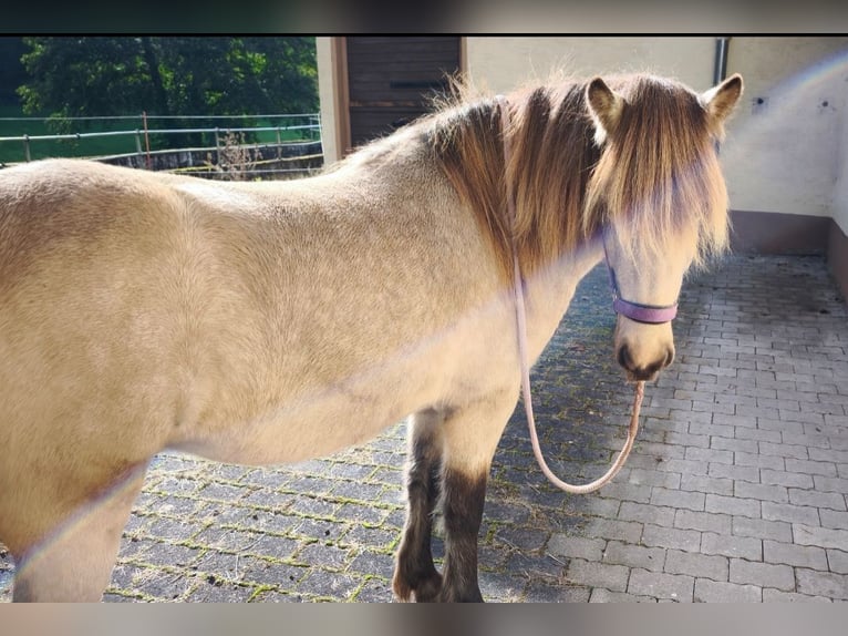 Pony Islandese Giumenta 3 Anni 134 cm Pelle di daino in Weilmünster