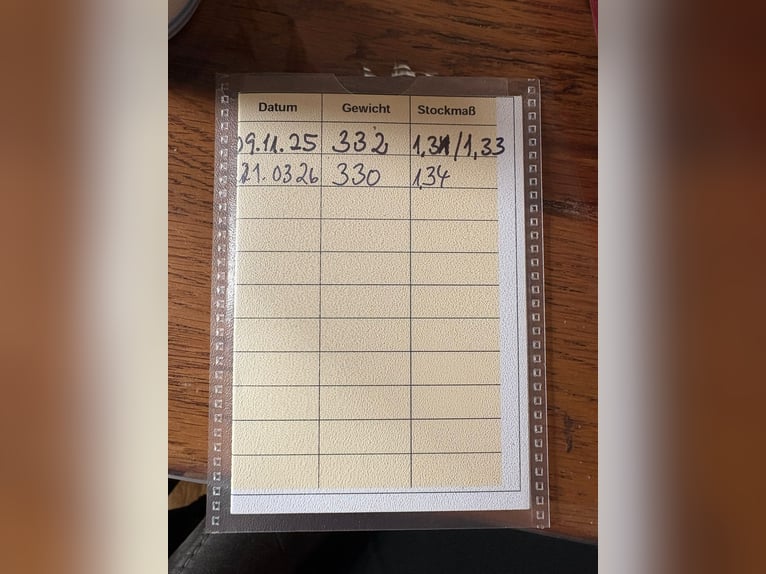 Pony Islandese Giumenta 3 Anni 134 cm Pezzato in Burgdorf