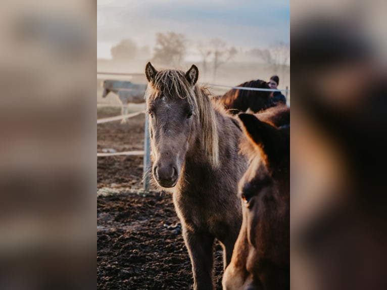 Pony Islandese Giumenta 3 Anni 135 cm Morello in Straßwalchen