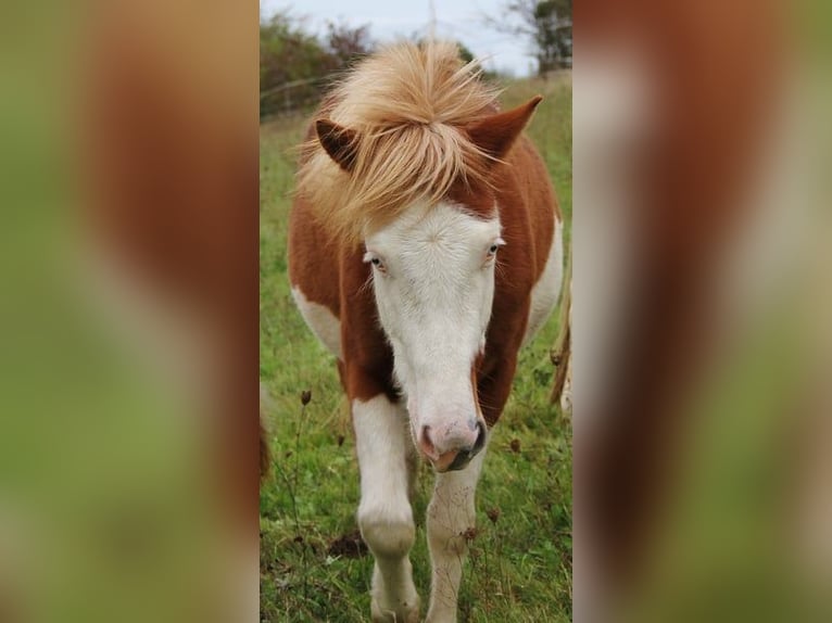 Pony Islandese Giumenta 3 Anni 138 cm Bianco in Saarland